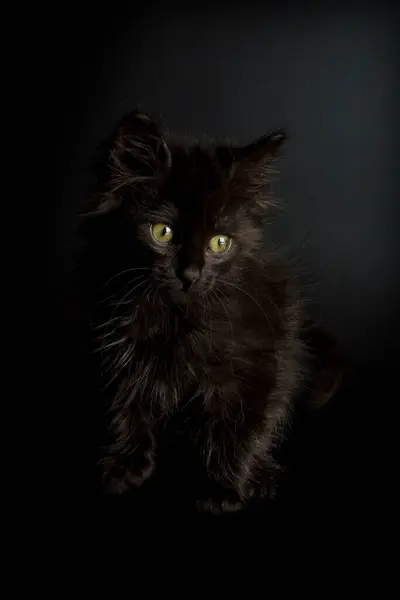 Güzel Yakın Manzara Küçük Kedi — Stok fotoğraf