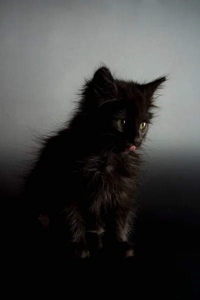 Ładne Zbliżenie Widok Kitten — Zdjęcie stockowe