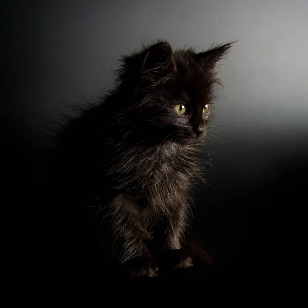 Güzel Yakın Manzara Küçük Kedi — Stok fotoğraf