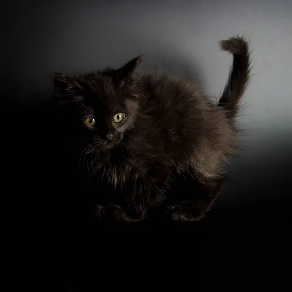 Pěkný Zblízka Pohled Koťátko — Stock fotografie