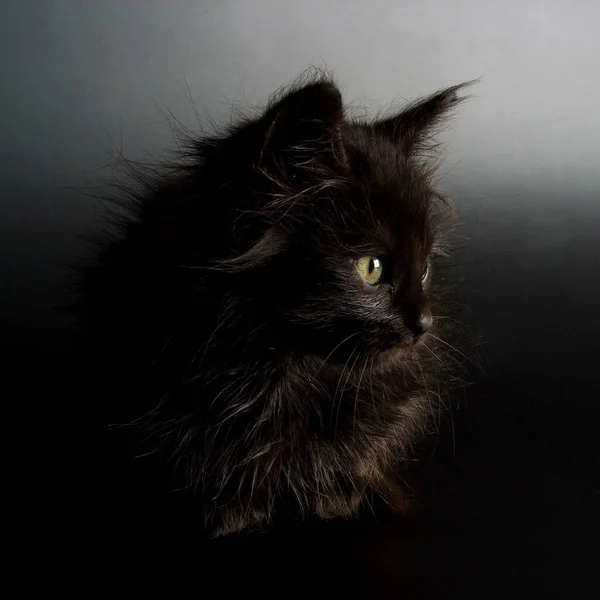 Gyönyörű Közeli Kilátás Kis Macska — Stock Fotó