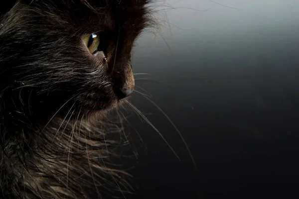 Vacker Nära Utsikt Liten Katt — Stockfoto