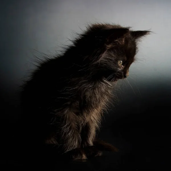 Bela Vista Estreita Pequeno Gato — Fotografia de Stock