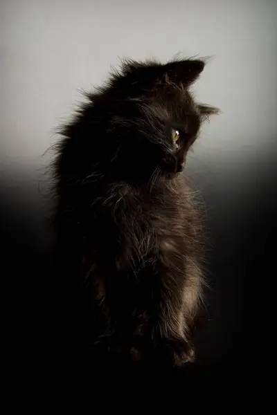 아름다운 사진작은 고양이 — 스톡 사진
