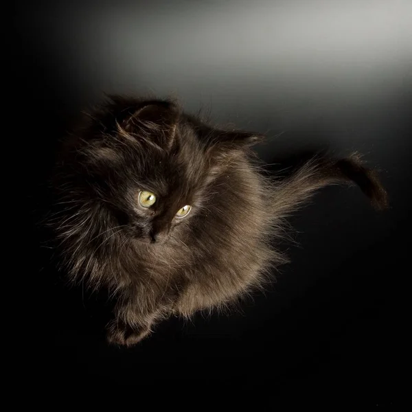 Красивий Вид Крупним Планом Маленький Кіт — стокове фото