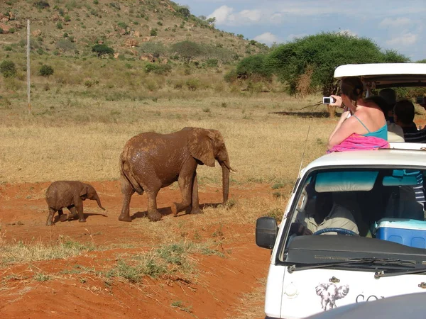 Safari For Tourists Admire The Wild Animals In The African Savanna