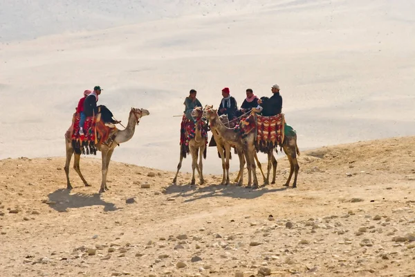 Поездка Верблюдах Пустыне — стоковое фото