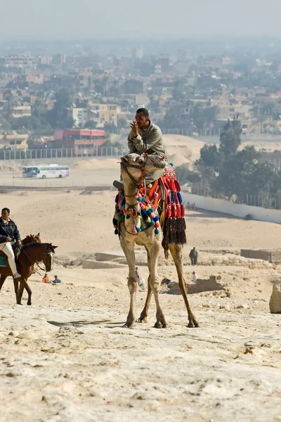 Jazda Wielbłądach Pustyni — Zdjęcie stockowe