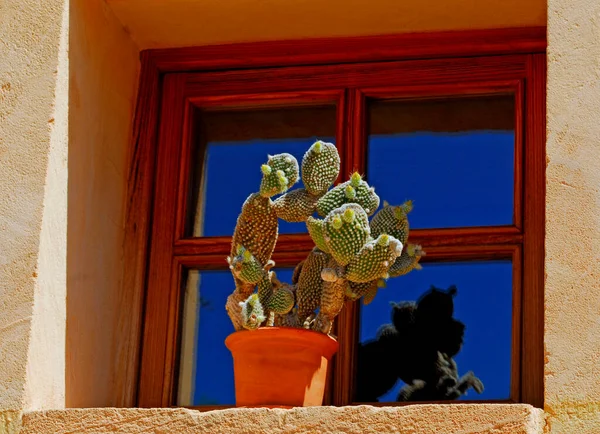 仙人掌生长在木屋窗户的罐子里 — 图库照片