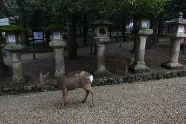 Park 'ta geyik yürüyüşü