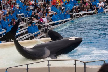 Shamu, SeaWorld 'deki birçok yetişkin erkek ya da dişi balina tarafından SeaWorld parklarında paylaşılan SeaWorld' ün simgesel Orka şovunun sahne adıdır..