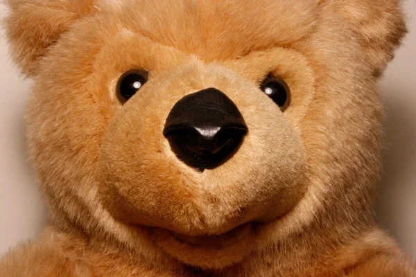 Teddy Bear Close — Stock Photo, Image