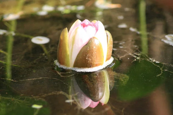 Lilly Water Reflection — Stock Photo, Image