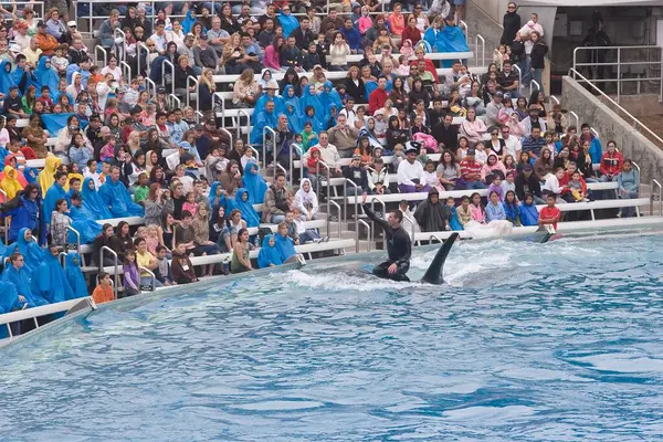 Shamu Stage Name Seaworld Iconic Orcas Show Which Shared Numerous — Stock Photo, Image