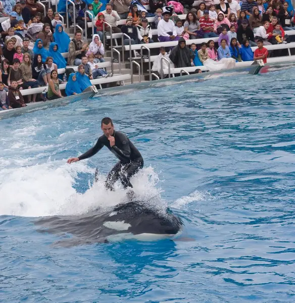 Shamu, SeaWorld 'deki birçok yetişkin erkek ya da dişi balina tarafından SeaWorld parklarında paylaşılan SeaWorld' ün simgesel Orka şovunun sahne adıdır..