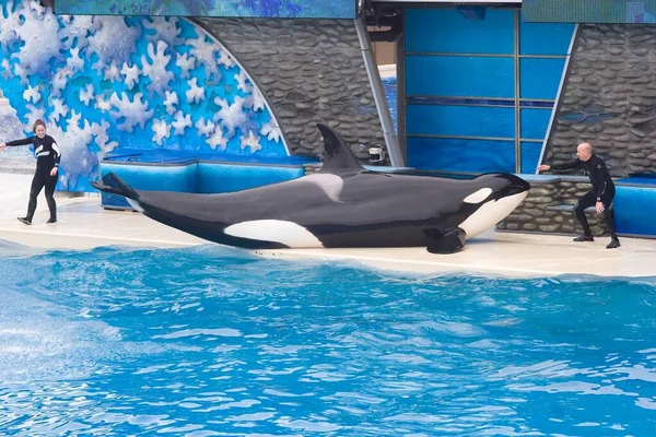Shamu Nome Artístico Icônico Show Orcas Seaworld Que Compartilhado Por — Fotografia de Stock