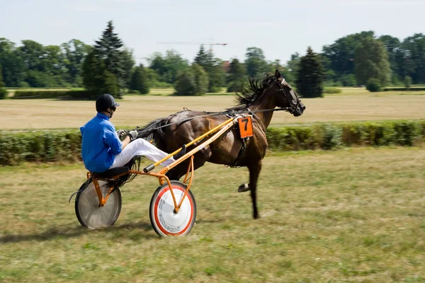 Horse Trotting Cart Race Close View — Stock Photo, Image