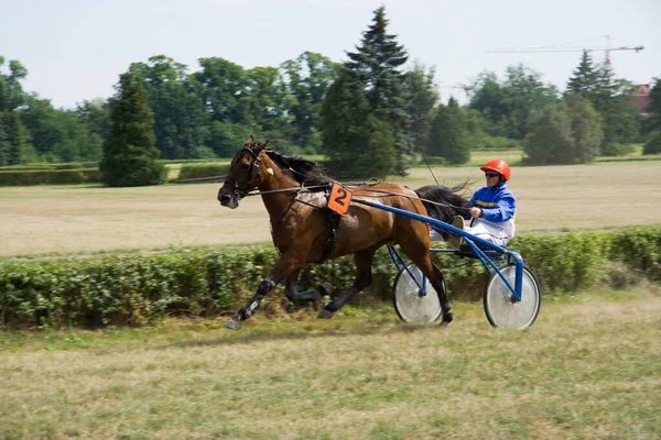 Horse Trotting Cart Race Close View — Stock Photo, Image