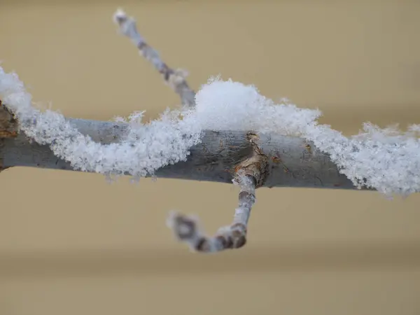 Snow Branch — Stock Photo, Image