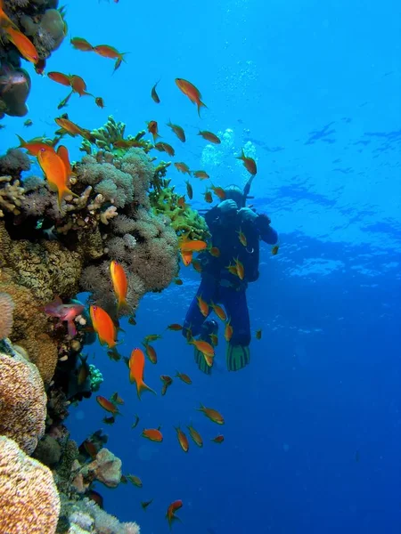 在大堡礁上潜水惊人的水下世界概念 — 图库照片