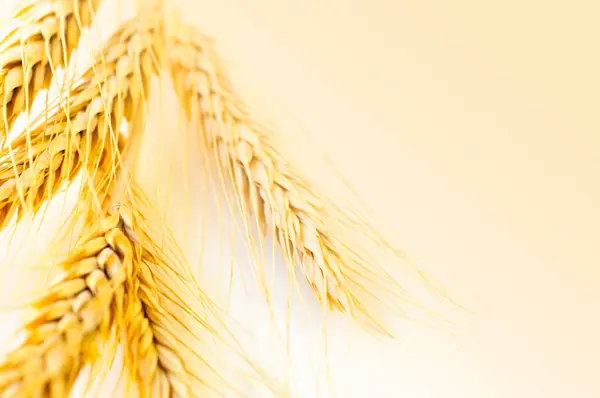 Wheat Ears Close — Stock Photo, Image