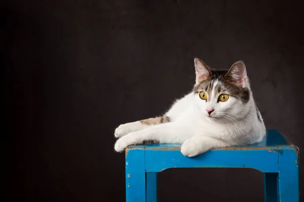 Bela Vista Perto Gato — Fotografia de Stock