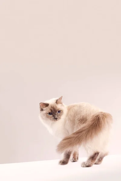長髪猫 ラグドール — ストック写真