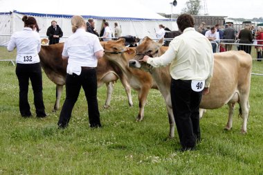 Jersey ineklerini gösteren insanlar