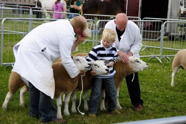 Derbyshire 2008 'de bir ilçe gösterisinde kuzuları gösteren yetişkin bir kız.