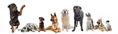Beyaz arka plan önünde köpek grubu