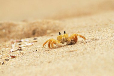 Kumsalda kum yengeci