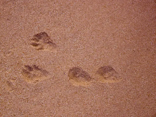 Animal Prints Sand Close View — Stock Photo, Image