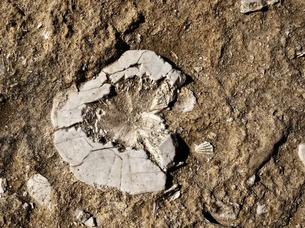 Fossilized Sea Urchin Top View — Stock Photo, Image