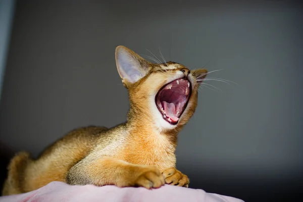Young Abyssinian Cat Action — Stock Photo, Image