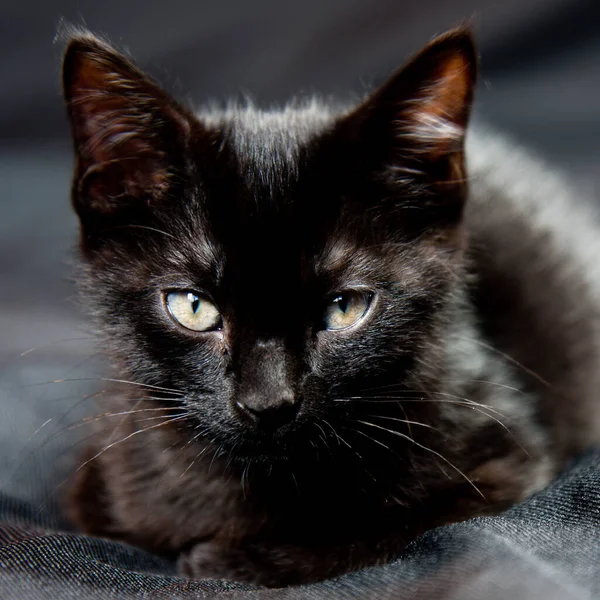 Красивий Вид Крупним Планом Маленький Кіт — стокове фото