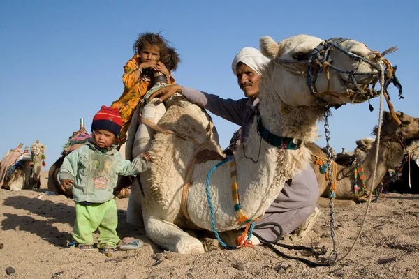 Wielbłądy Beduins — Zdjęcie stockowe