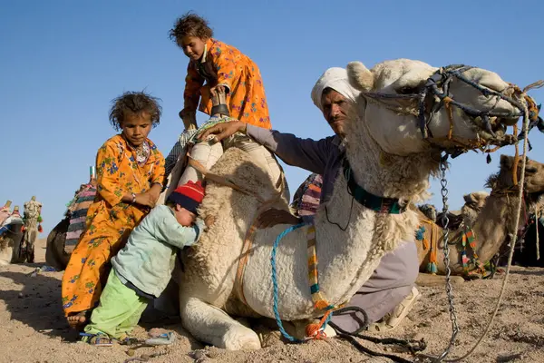 Верблюди Beduins — стокове фото