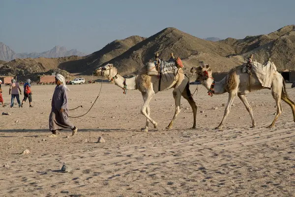 Верблюди Beduins — стокове фото