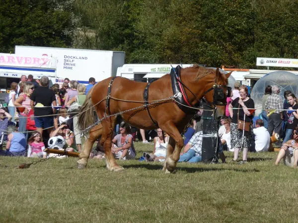 Suffolk Punch Heavy Horse 31St August 2009 — Stock Photo, Image