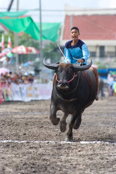 Chon Buri 2009 Yıllık Buffalo Yarışları Sığır Güden Adam — Stok fotoğraf