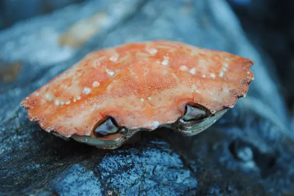 红螃蟹在海中的岩石上 — 图库照片