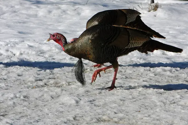 Wild Turkey Meleagris Gallopavo — Stock Photo, Image