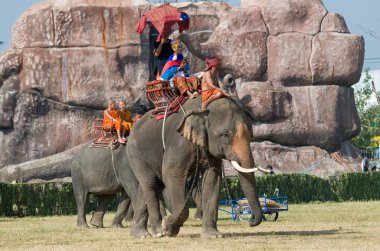 Tayland, Surin 'deki Yıllık Fil Avı