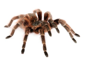  Beyaz arkaplanda Brezilya Kırmızı Tarantulası 