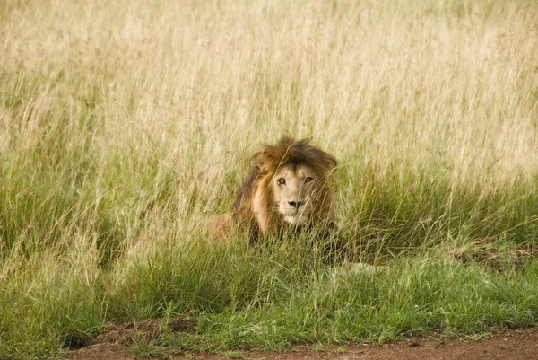 Lejon Vild Natur Panthera Leo Dagtid — Stockfoto
