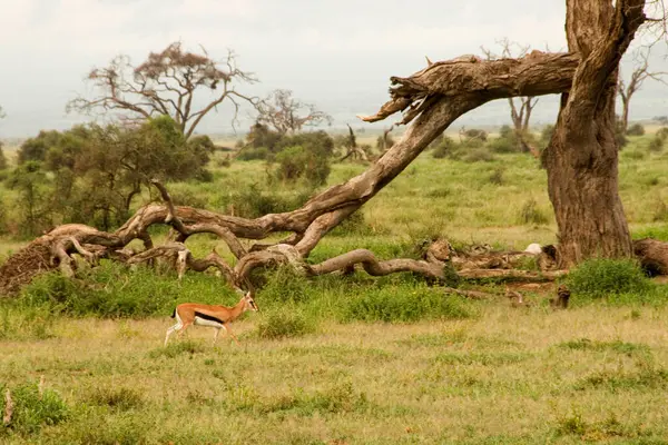 Scenic African Shot Strolling Gazelle — Stock Photo, Image