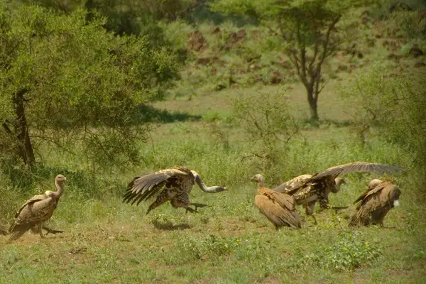 Scenic African Shot Chasing Vultures — Stock Photo, Image