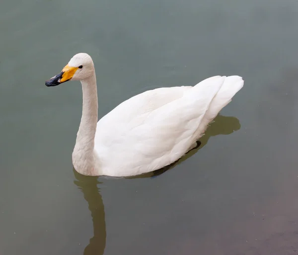 Hermoso Cisne Elegante Lago Tranquilo —  Fotos de Stock