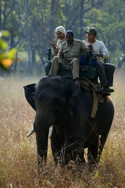 View Elephant Ride — Stock Photo, Image