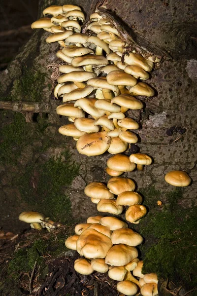 森林树干上的蘑菇 — 图库照片